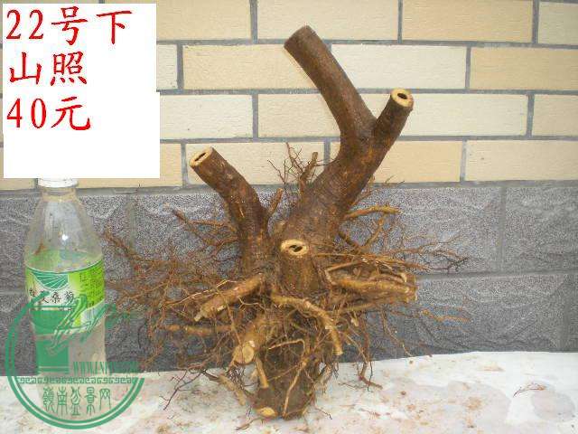 DSCN2509.JPG