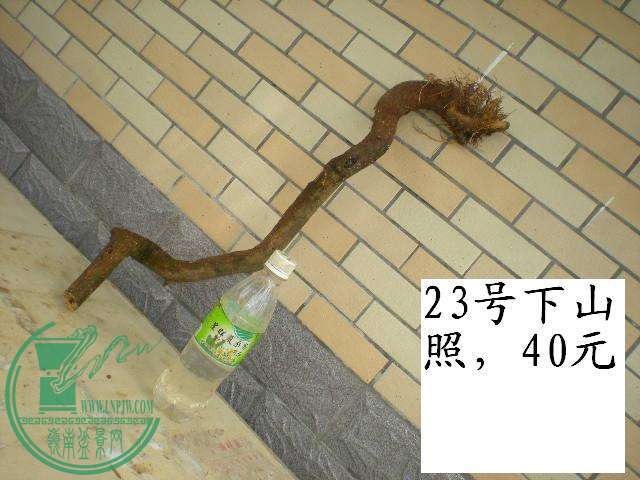 DSCN3994.JPG