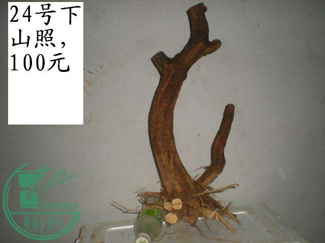 DSCN4034.JPG