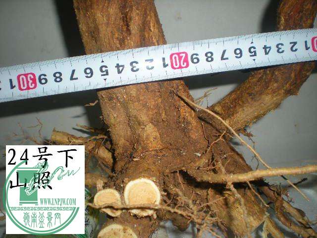 DSCN4036.JPG