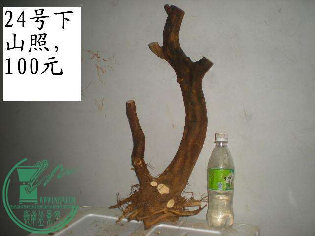 DSCN4038.JPG