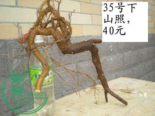 DSCN3915.JPG