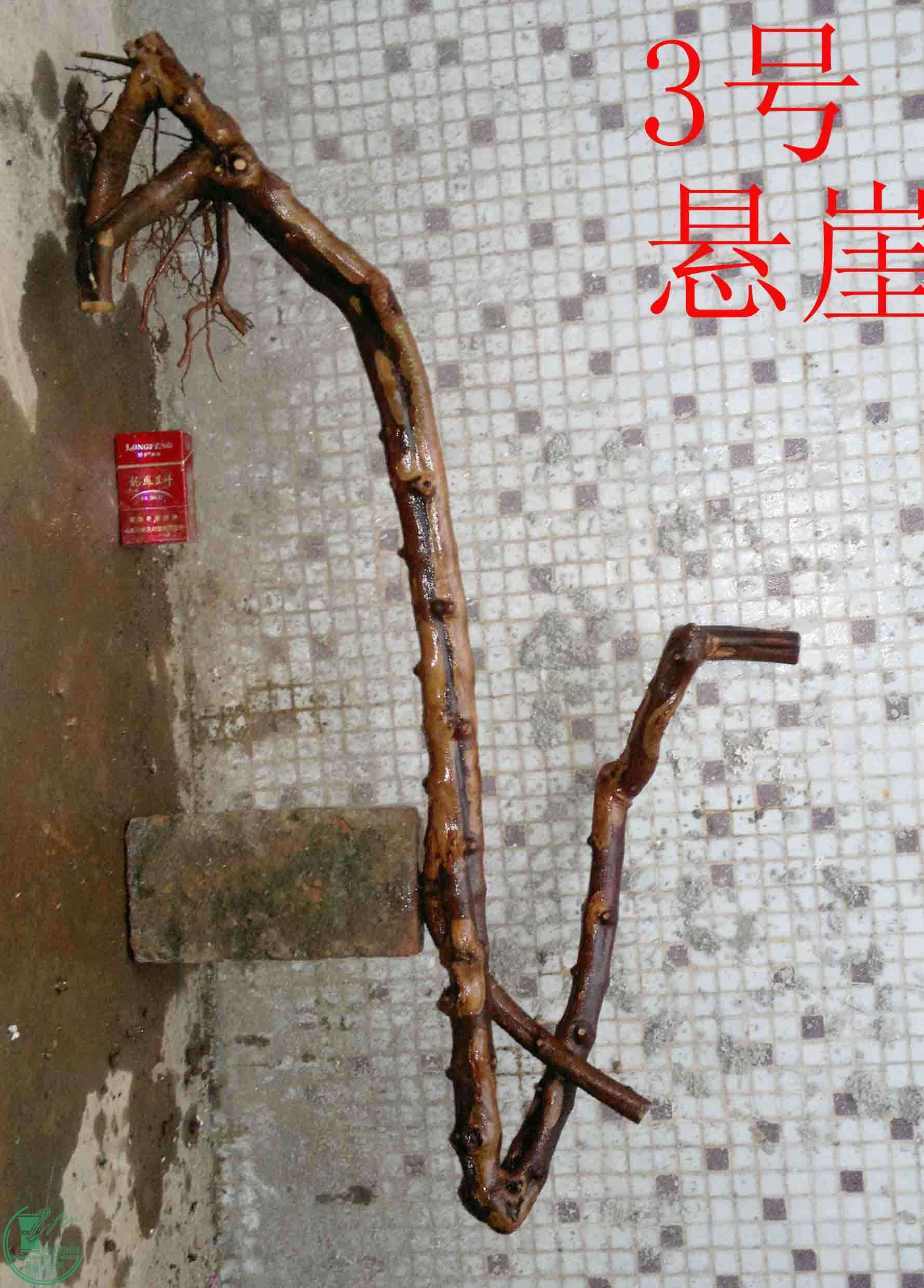 201502082039-1.jpg