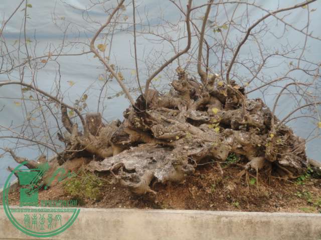 DSC02389.JPG