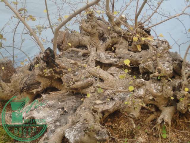 DSC02390.JPG