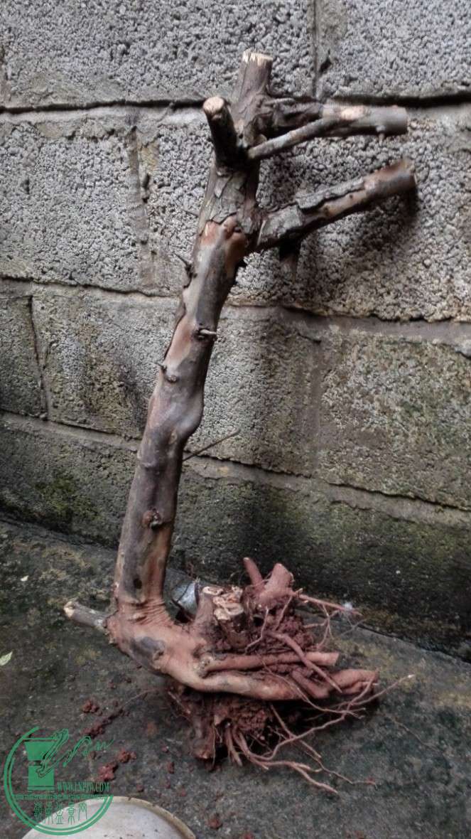 ô