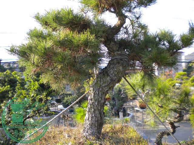 DSCN7541.JPG