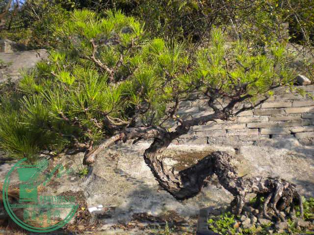 DSCN7543.JPG