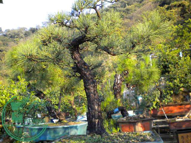 DSCN7553.JPG