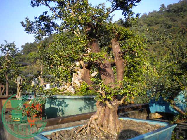 DSCN7545.JPG