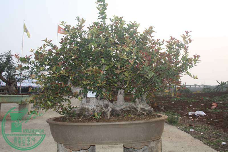 Ƭ20131026ۺ 2557.jpg