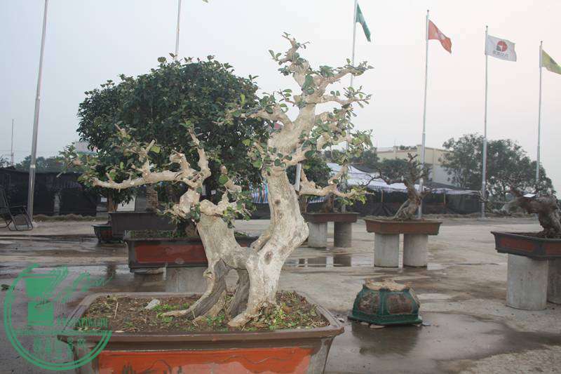 Ƭ20131026ۺ 2621.jpg