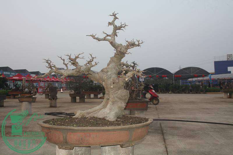 Ƭ20131026ۺ 2596.jpg