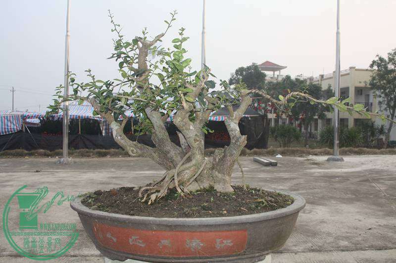 Ƭ20131026ۺ 2568.jpg