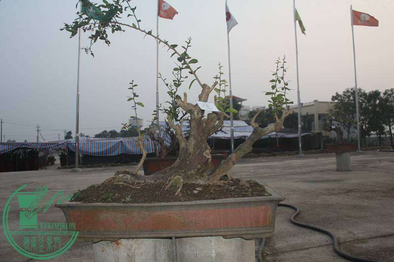 Ƭ20131026ۺ 2584.jpg