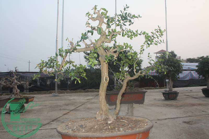 Ƭ20131026ۺ 2594.jpg