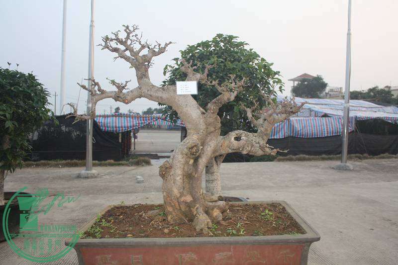 Ƭ20131026ۺ 2586.jpg