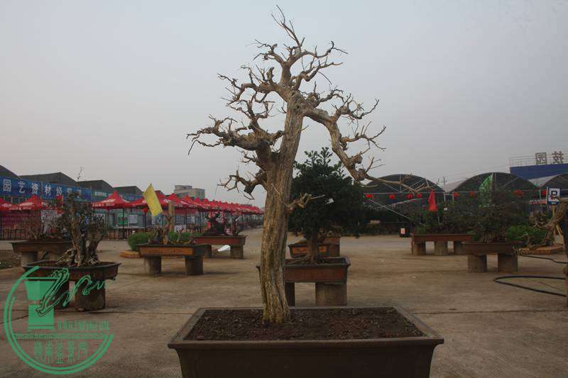 Ƭ20131026ۺ 2571.jpg