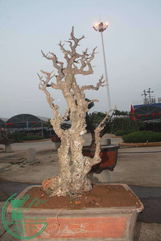 Ƭ20131026ۺ 2634.jpg