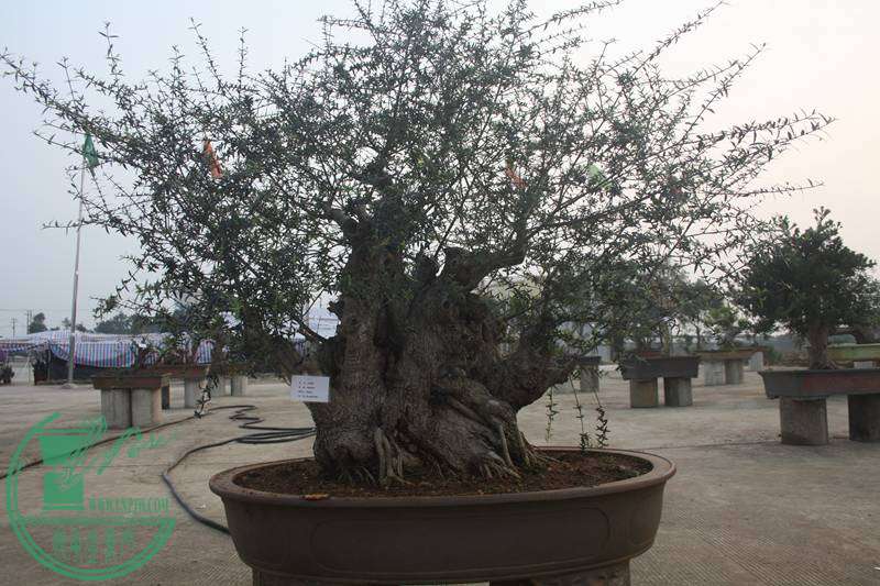 Ƭ20131026ۺ 2578.jpg