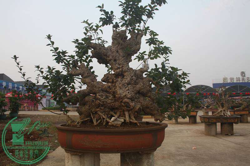 Ƭ20131026ۺ 2564.jpg