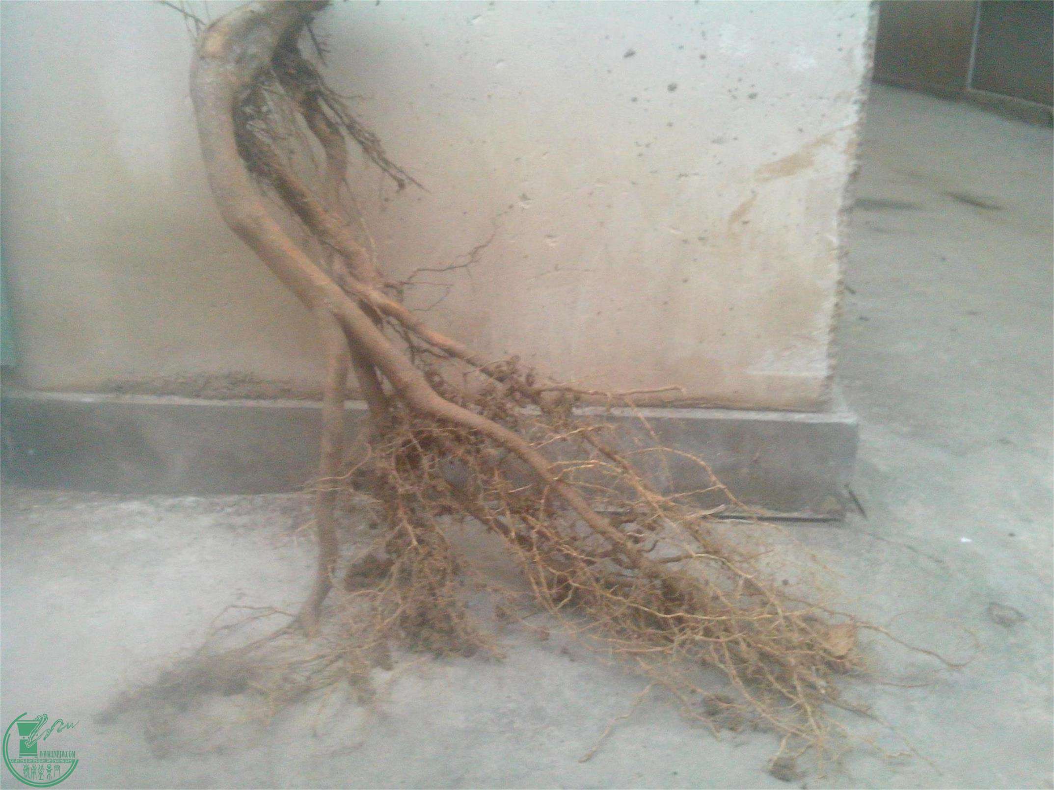 IMG20150214003.jpg