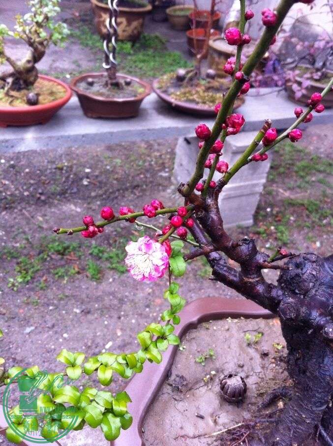 QQͼƬ20150215103719.jpg