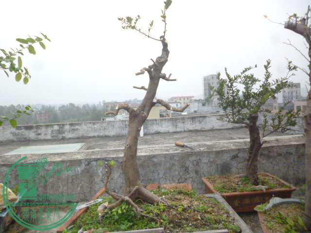 P1120932.JPG