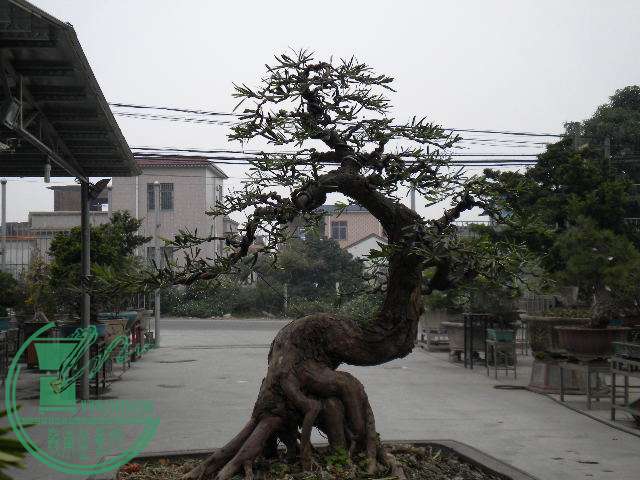 DSCN7815.JPG