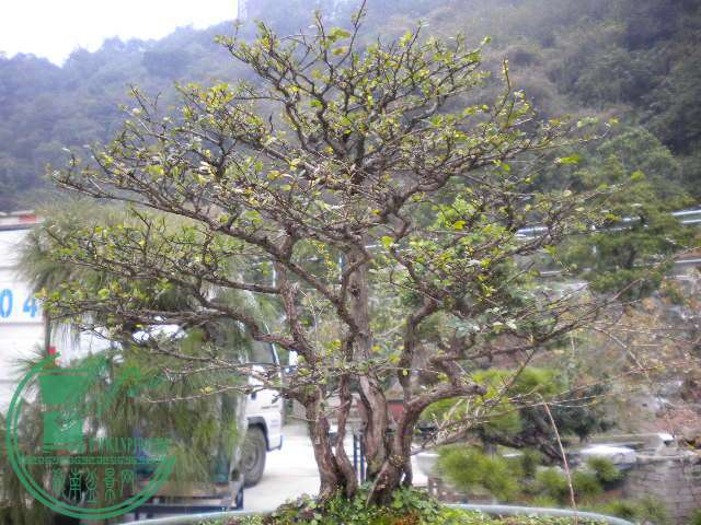 DSCN7820.JPG