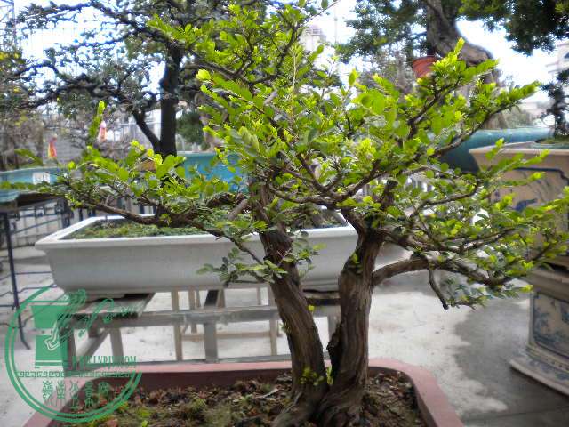 DSCN7805.JPG