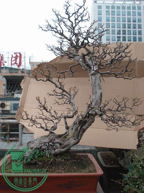 С DSC00249.JPG