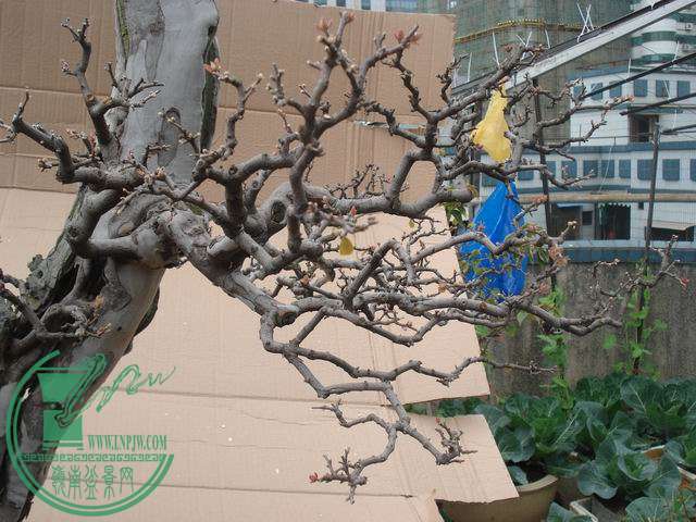 С DSC00253.JPG