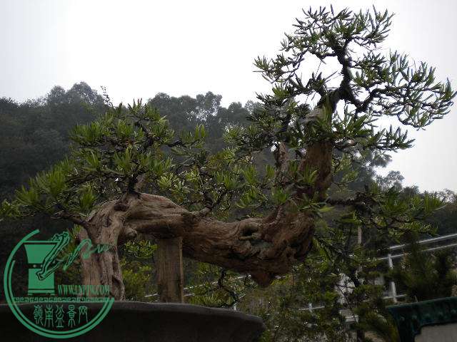 DSCN7819.JPG
