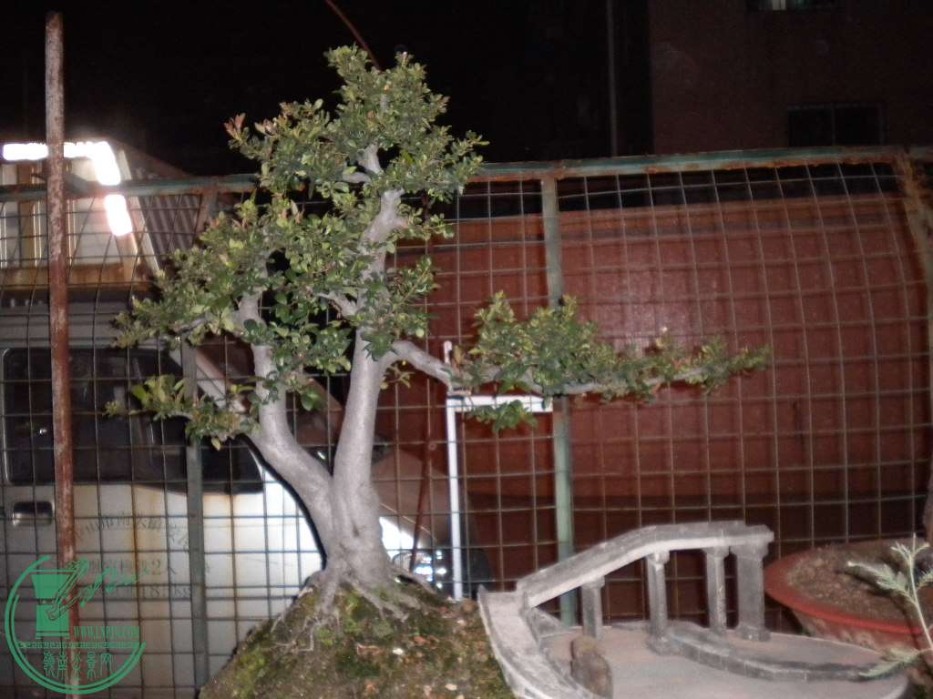 DSCN7501.JPG