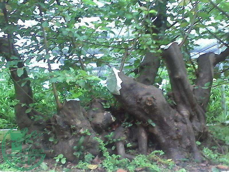 IMG_20130901_172345648.jpg