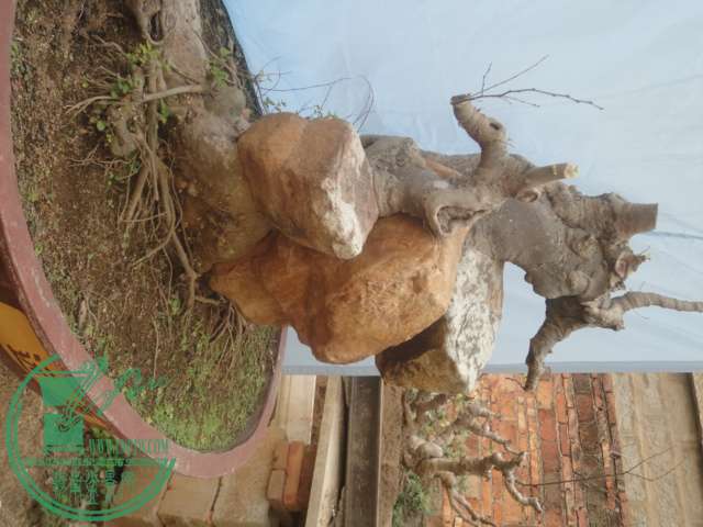 DSC02488.JPG