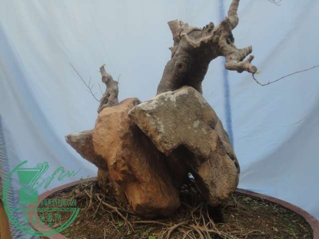 DSC02489.JPG