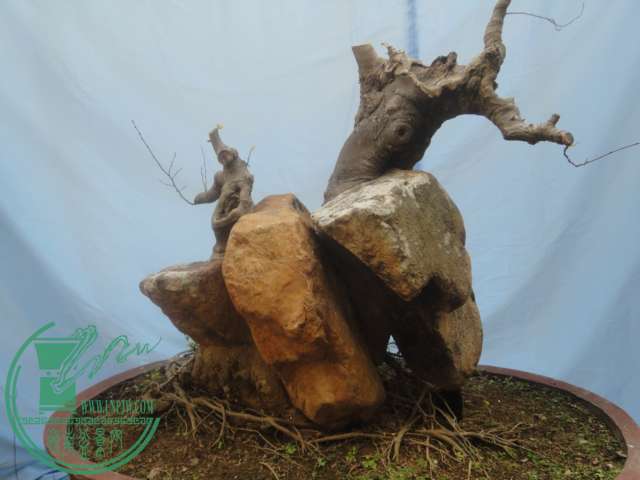 DSC02490.JPG