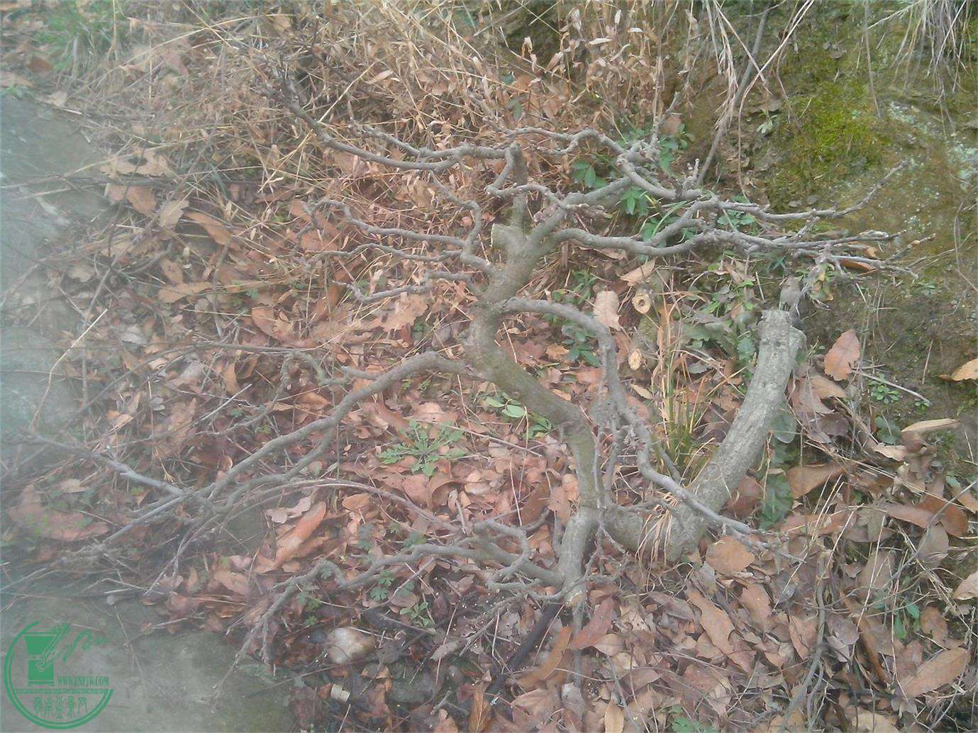 IMG20150222002.jpg