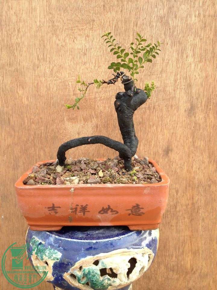 QQͼƬ20150217185139.jpg