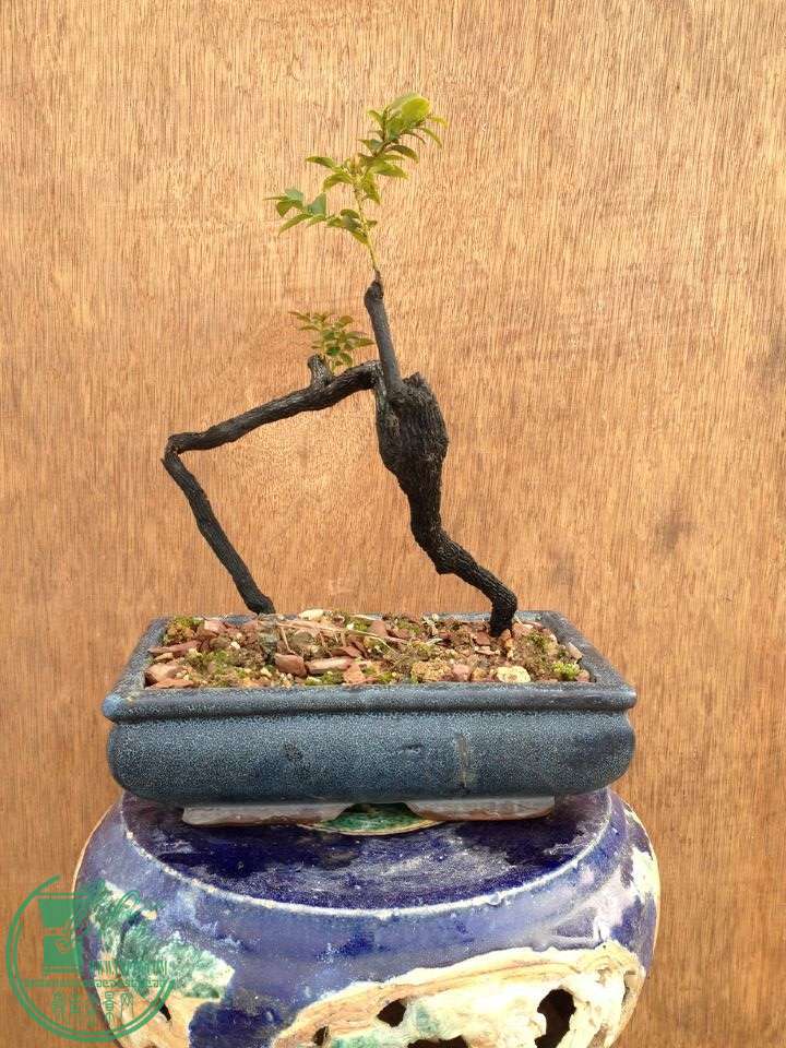 QQͼƬ20150217185213.jpg
