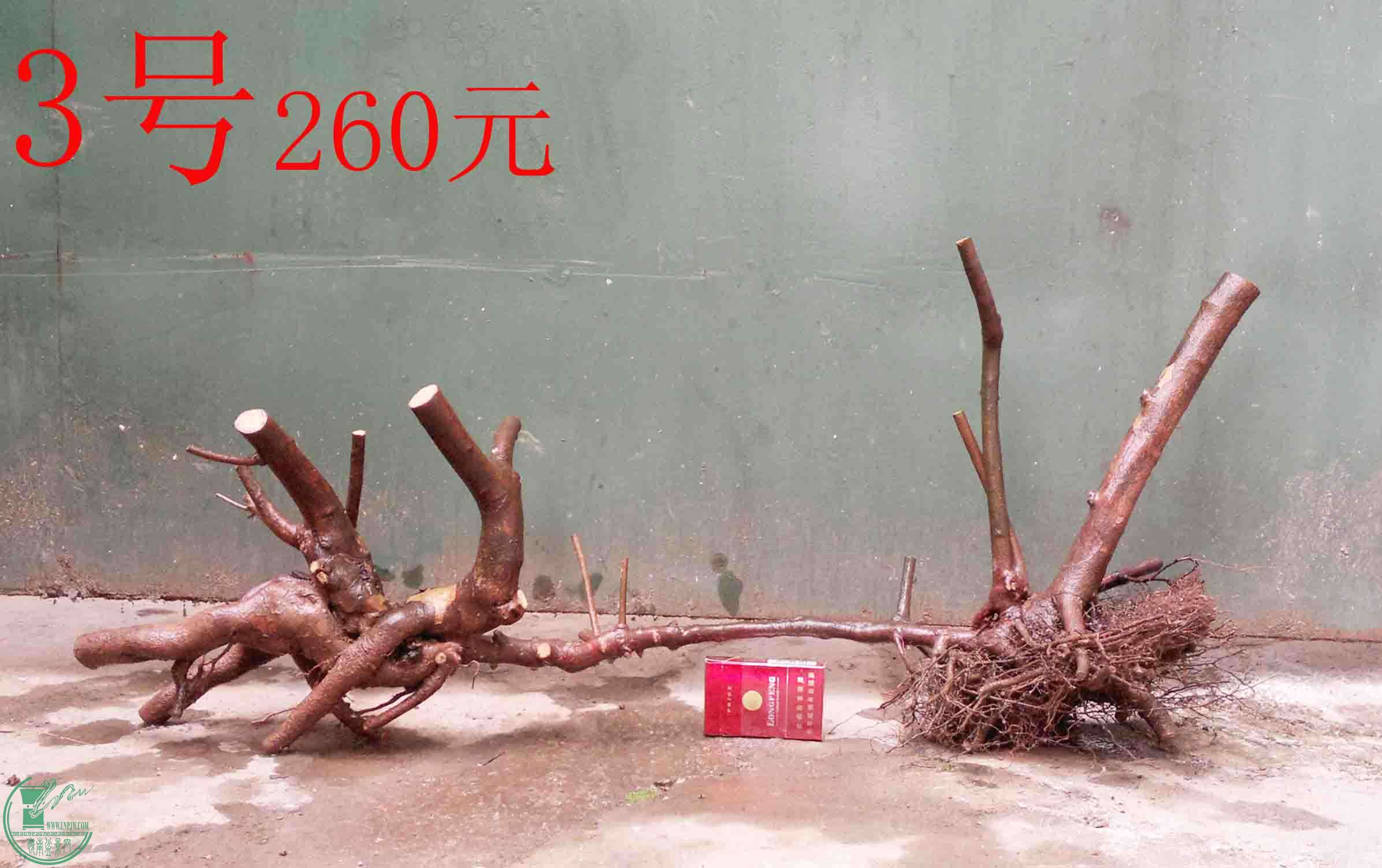 201101262271.jpg