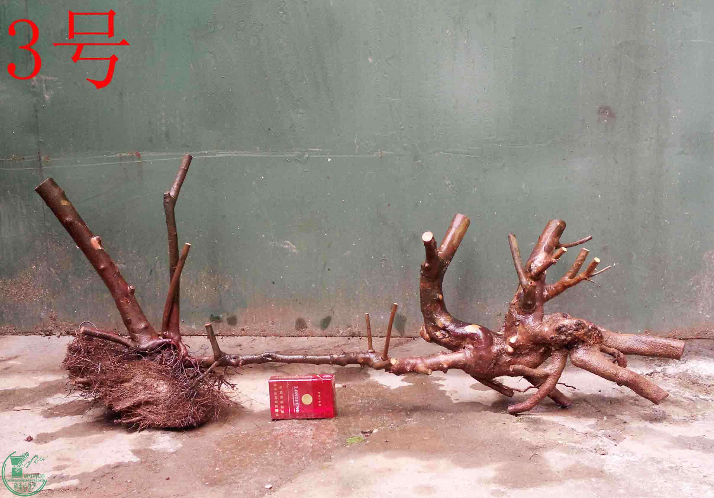201101262275.jpg