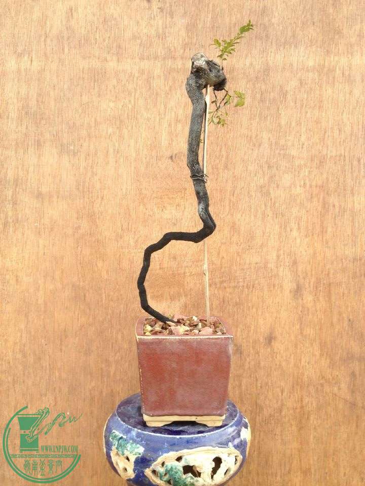 QQͼƬ20150217191738.jpg