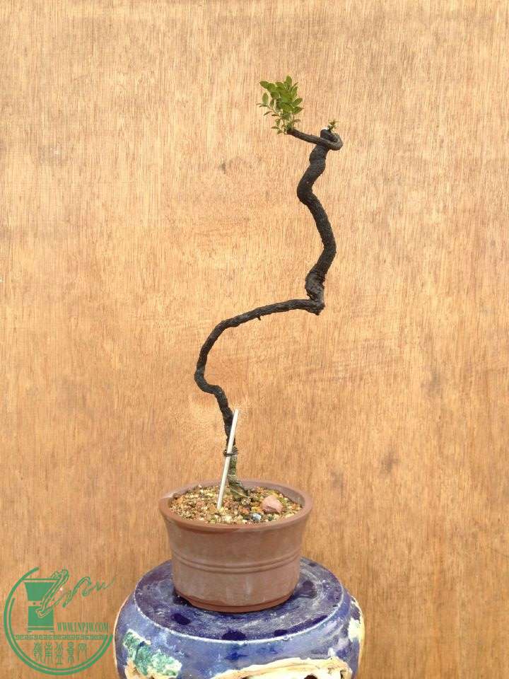 QQͼƬ20150217191726.jpg
