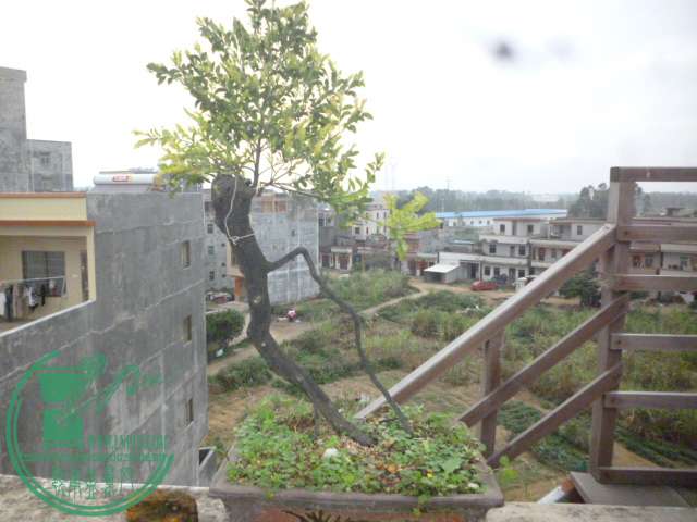 P1120941.JPG
