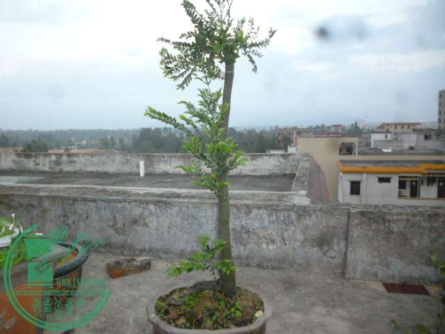 P1120955.JPG