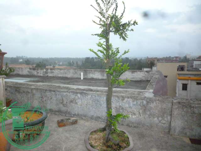 P1120960.JPG