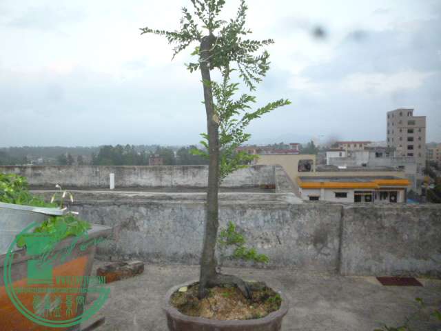 P1120950.JPG
